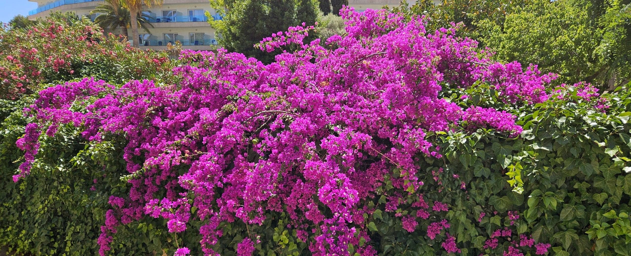 Blühende Bougainvillea als mediterranes Naturdetail